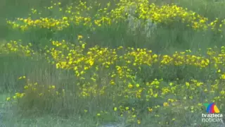 Rosa amarilla en la Montaña de Hidalgo