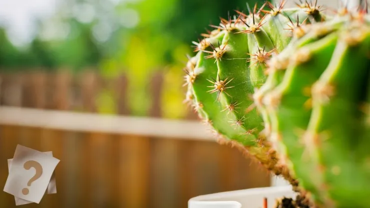 En qué parte de la casa debes poner el cactus para que no se seque.jpg