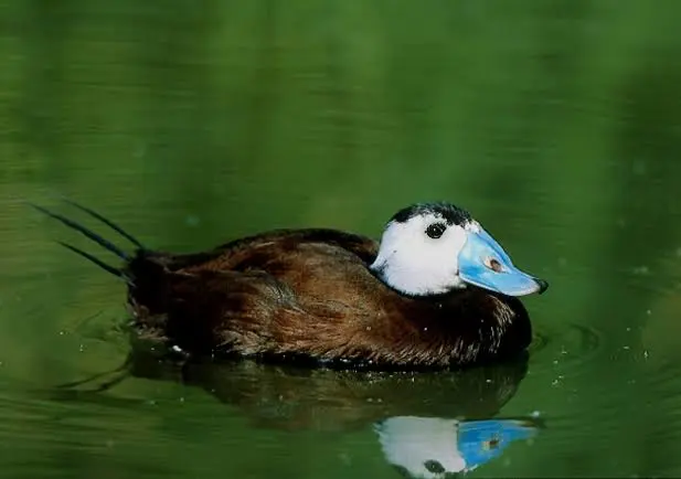 Pato pico azul