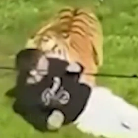 Tigre Altai mata a hombre en Yorkshire Wildlife Park, Inglaterra; experto Reece Oliver explica qué p.jpg