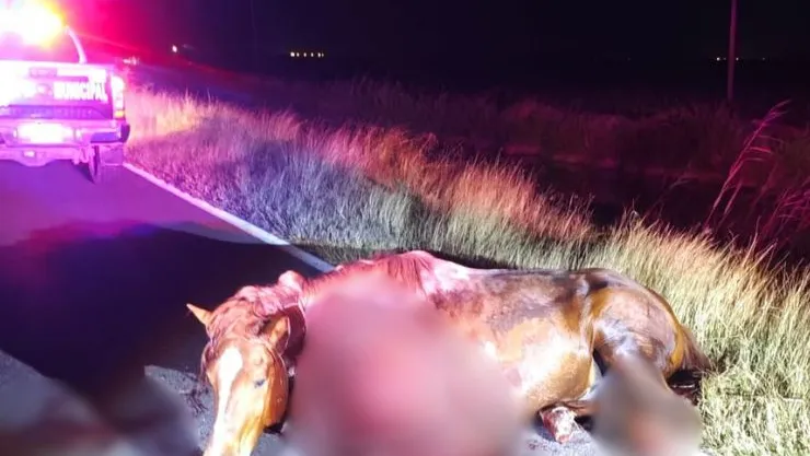 Caballo arrollado en Guasave.jpg