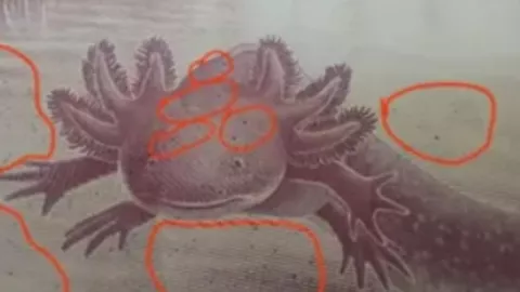 Billete de 50 pesos del Ajolote vale 3 millones por error de impresión y manchas