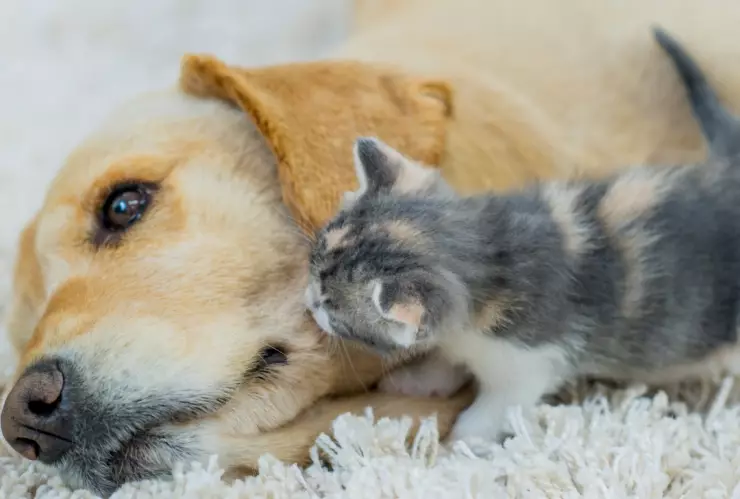 La mezcla potente que puedes hacer para acabar con el olor a gato y perro en tu casa