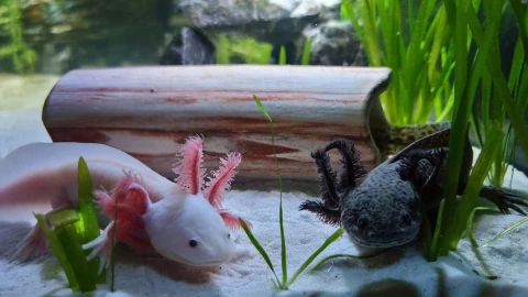 Ajolotes: posible extinción de estos animales en 2025