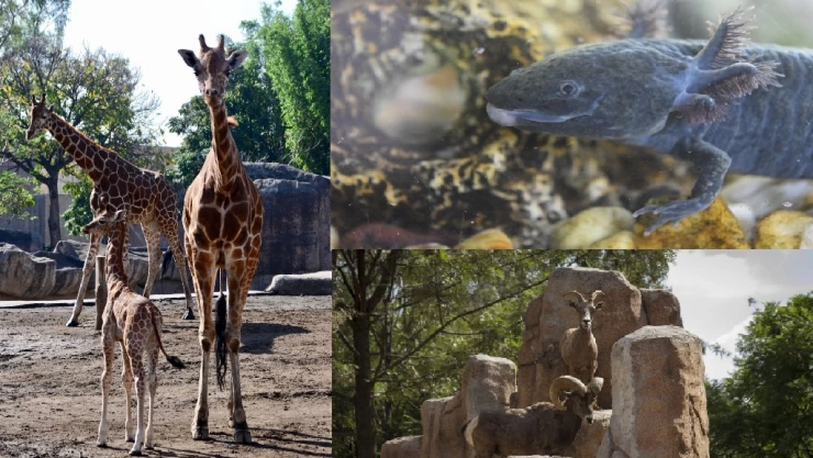 Fotos Chapultepec Sedema.jpeg