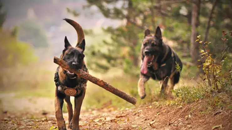 Perros salvajes de Chernóbil