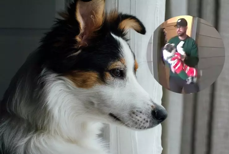 El dueño de un cachorro lo aventó al piso.