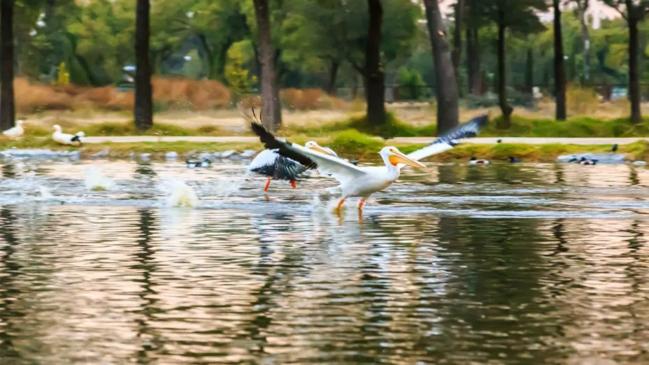 Aves_Sedema.jpg
