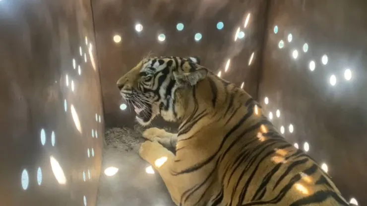 tigre de vengala