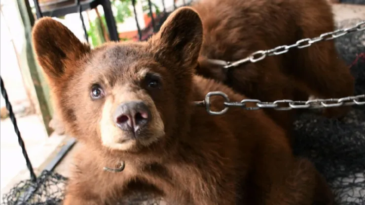 Dos oseznos de una especie en peligro de extinción fueron encontrados abandonados en una casa en Chihuahua
