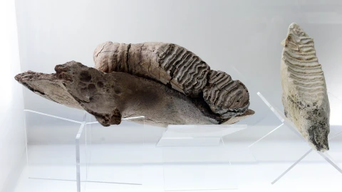 Museo Universitario exhibe fósiles de hace 100 millones de años