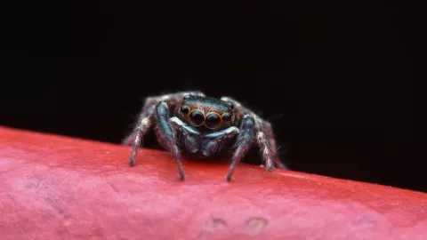 aranas_marte_descubrimiento