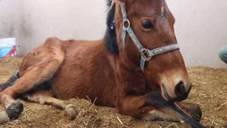 yegua maltratada en Coronango