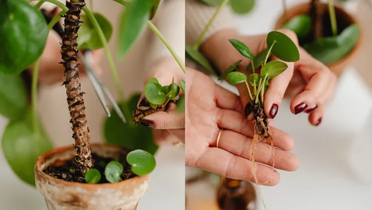 /estilo-de-vida/planta-que-se-multiplica-sola-ideal-maceta