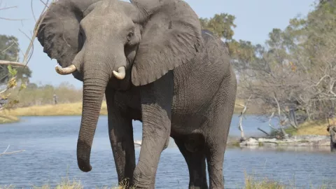 Ataque de elefante