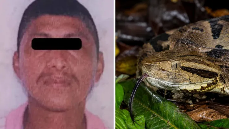 El sujeto fue trasladado de emergencia tras sufrir la mordedura de una serpiente venenosa
