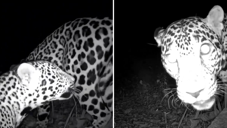 Captan a dos jaguares cerca de Chichén Itzá con cámara trampa del INAH, julio 2025.png
