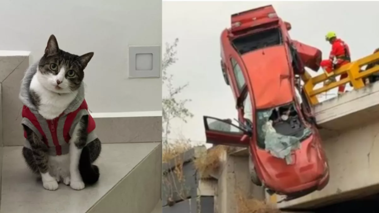 Gatita accidente.png