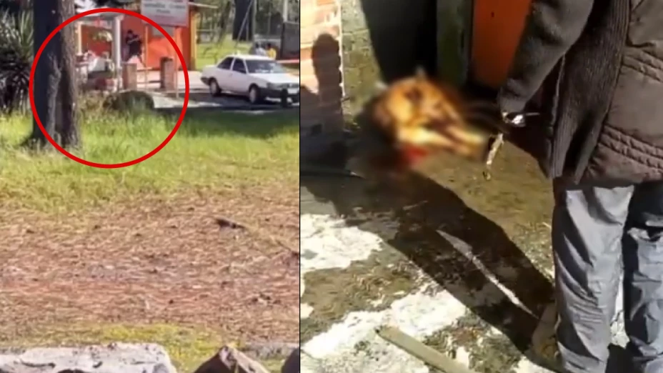 Matan a golpes a perro fuera de restaurante en CDMX