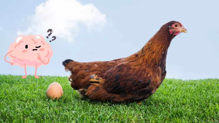 Ciencia ¿Qué fue primero el huevo o la gallina?