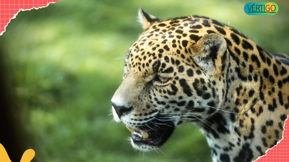 JAGUAR