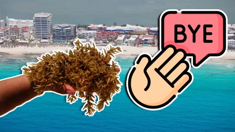 ¡Adiós, alga! Finaliza de manera extraoficial la temporada de sargazo en Cancún, Riviera Maya y otras zonas costeras de Quintana Roo.webp
