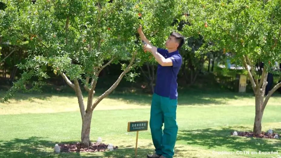 Arboles son cuidados con atención por el personal encargado