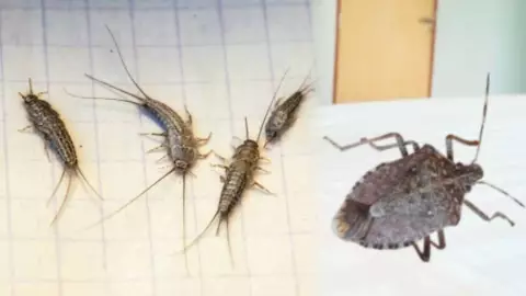 ¿El pececillo de plata atrae a las chinches? Esto sabemos