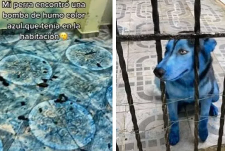 perrito avatar encuentra bomba de humo azul y termina todo pintado.jpg