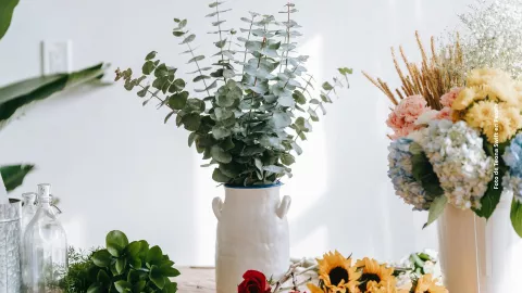 Te decimos qu&eacute; significado tiene el eucalipto, seg&uacute;n el Feng Shui