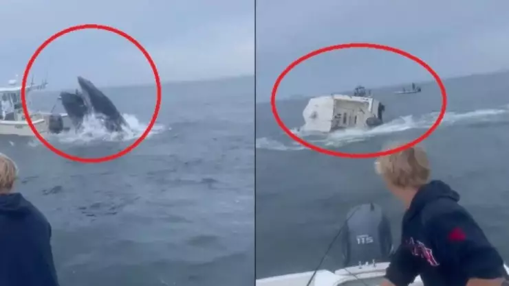 VIDEO_ Así fue el momento en que ballena jorobada cae sobre un barco en New Hampshire.jpg