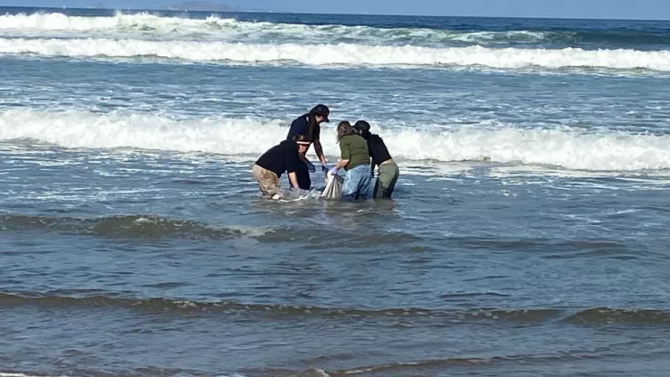 Delfín es rescatado tras quedar varado en la costa de Ensenada