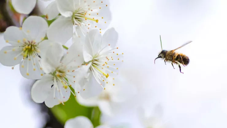 Descubre todo lo qué debes hacer si te pica una abeja