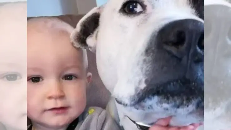 FOTOS Bull terrier destroza cara de bebé de la familia