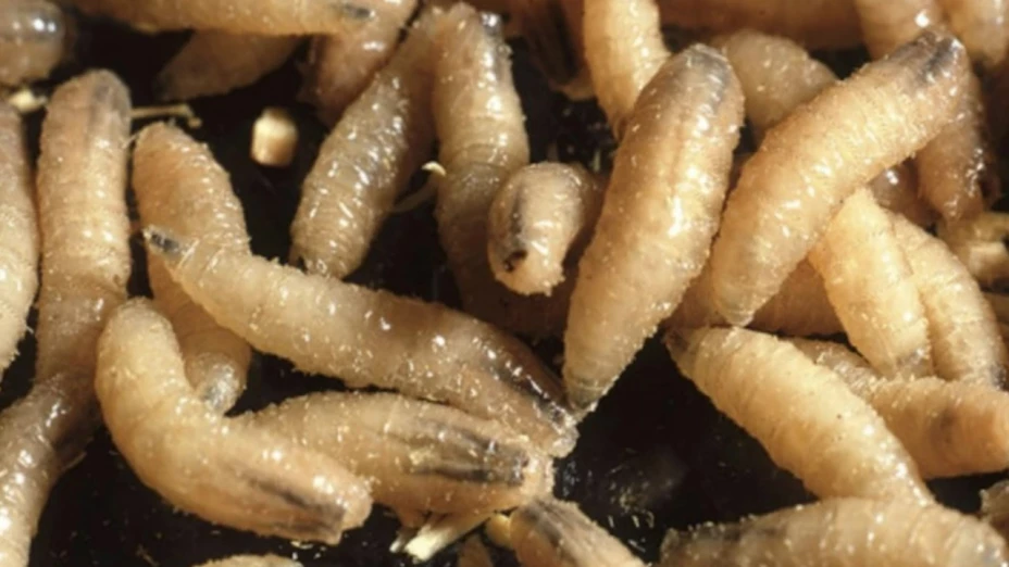 Salud confirma primer caso humano por gusano barrenador en México