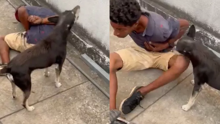 Perro muerde a supuesto delincuente se hace viral por su acción.