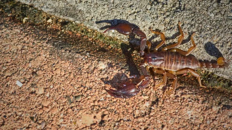 La manera correcta de ahuyentar a los alacranes de tu casa.jpg