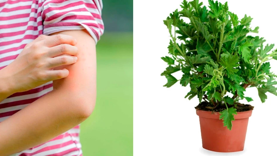 Plantas para mosquitos