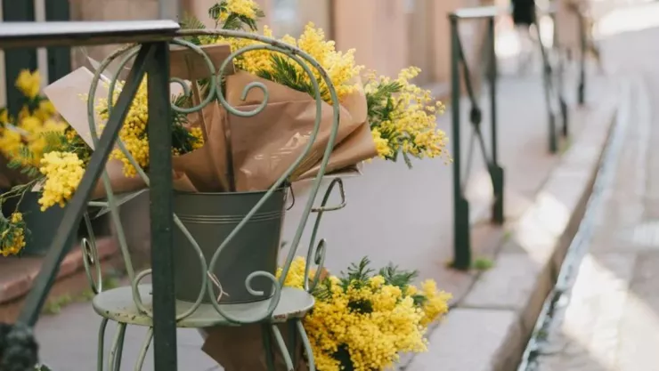 ¿Por qué se regalan flores amarillas el 21 de marzo? Este es su significado