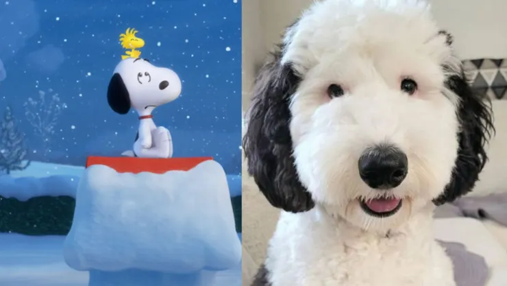 Snoopy Quién es el perro Bayley y por qué lo comparan en redes sociales.