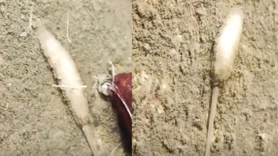 Gusano con cola de rata