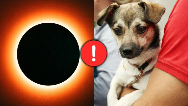 /estilo-de-vida/que-hacer-perro-no-afecte-eclipse-solar-12-de-agosto