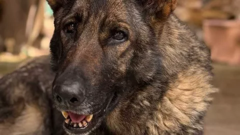 chispita-perrita-abandonada-en-tlalpan-cdmx-busca-hogar