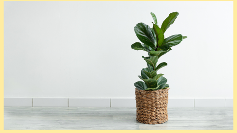 Ficus Lyrata