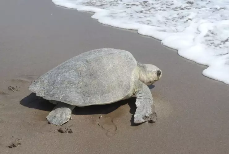 Tortuga marina en el Santuario Playa El Verde Camacho, de Mazatlán y San Ignacio, Sinaloa