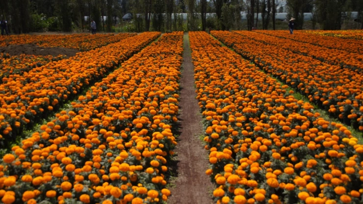 Un símbolo de vida y muerte que colorea la tradición mexicana