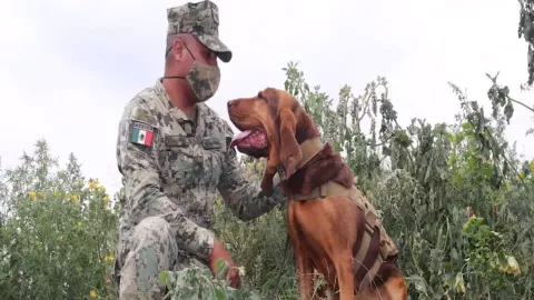 Max, perrita de la SEMAR jubilada