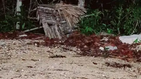Reportan avistamiento de aluxe en Aeropuerto de Tulum y genera polémica en redes FOTO 3.jpg