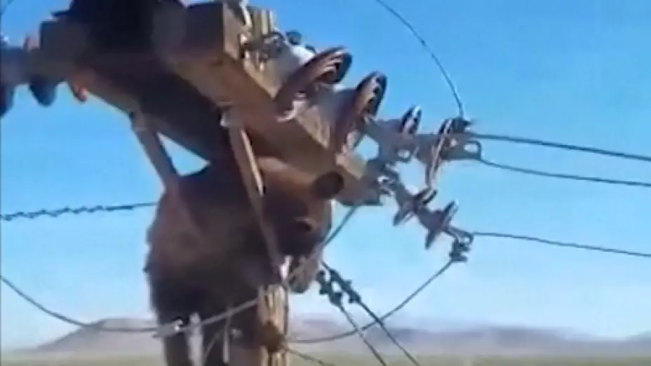 Oso trepa en un poste de luz
