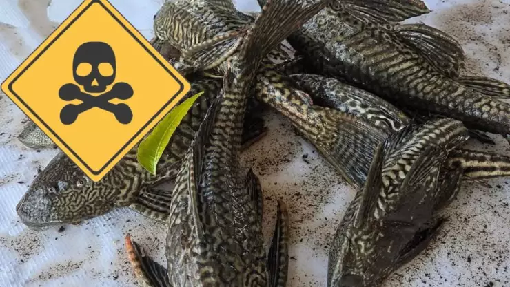 Pez diablo en Veracruz